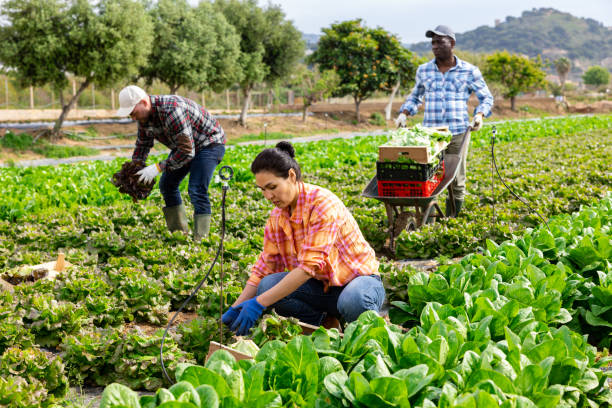 istock Three multiracial gardeners harvesting lettuce on field 1405800950