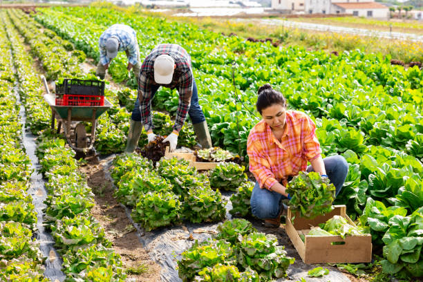 istock Multiethnic team of farm workers picking lettuce 1405801023