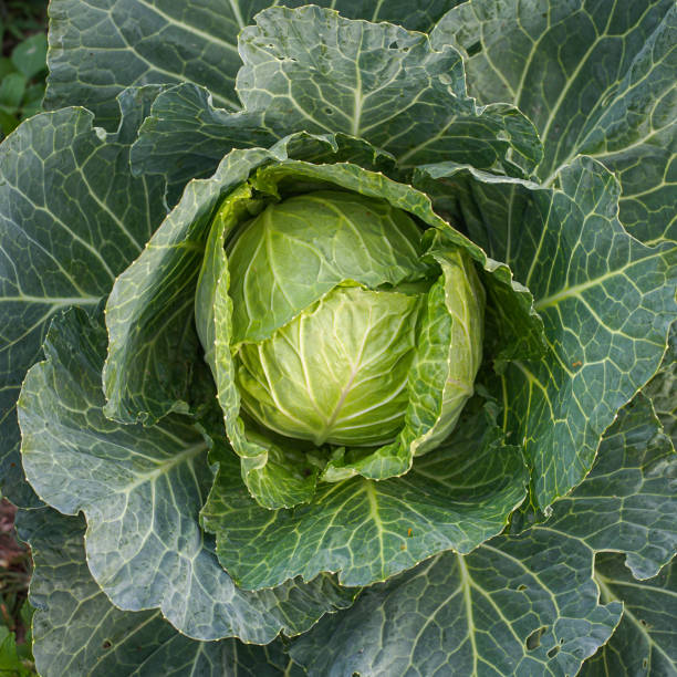 istock Green cabbage head in the garden 1405801252