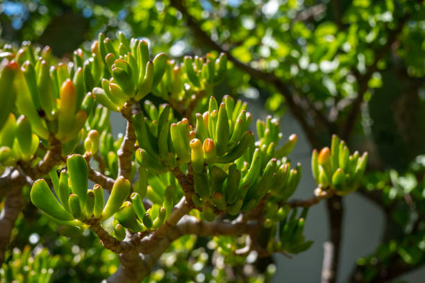 Crassula ovata Hummel's Sunset in home garden, sunny day. Cultivation of plants in the home garden Crassula ovata Hummel's Sunset in home garden, sunny day. Cultivation of plants in the home garden jade plant stock pictures, royalty-free photos & images