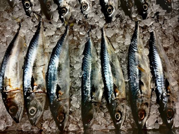 mackerel