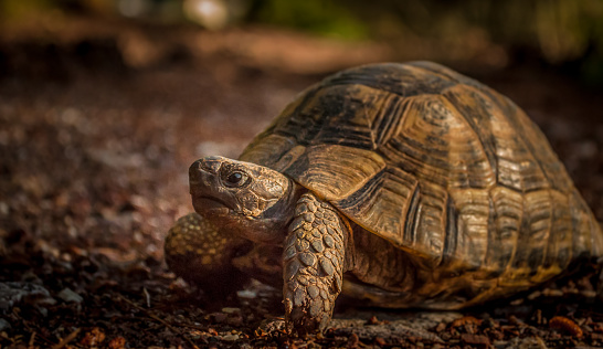 A wild common tortoise on a lane in Mugla, Turkey in the early morning sunlight with a blurred background.