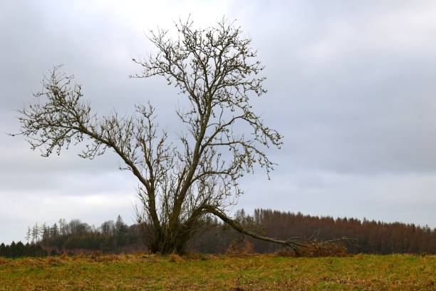 istock Grey winter day in the Sauerland 1405804404