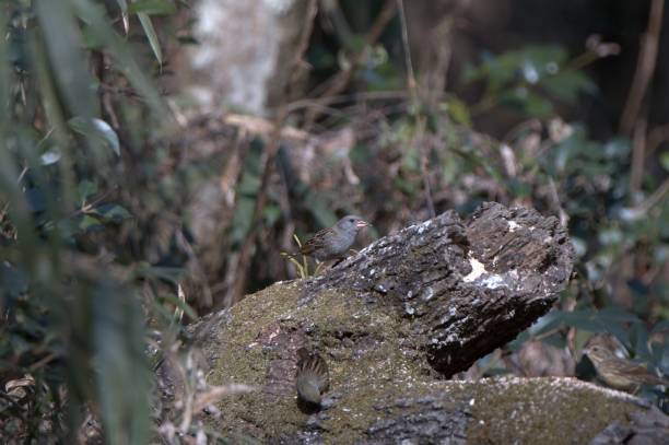 istock Gray bunting eating food on a dead tree 1405805363