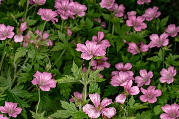 istock Field Of Cranesbill Flowers. 1405806646