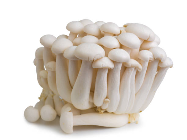 istock Golden needle mushroom on white background. 1405806948