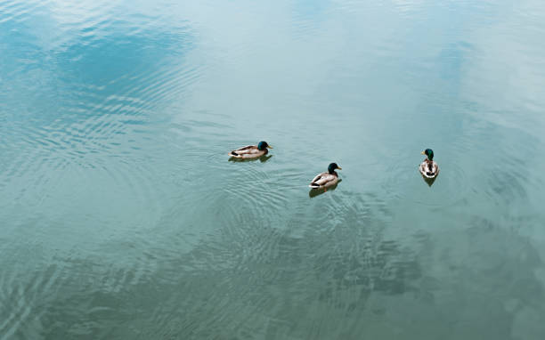 istock Three ducks floating in blue water outdoors. Animal theme, copy space 1405807343