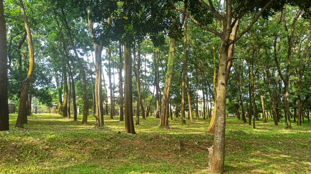 istock Trees in the green forest at summer 1405807400