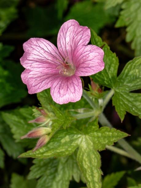istock Single Lite Pink Cranesbill Flower. 1405808140