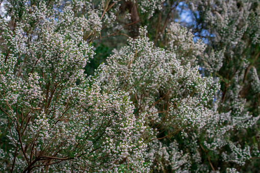 A sprig of white flowers Erica arborea or Erica herbacea