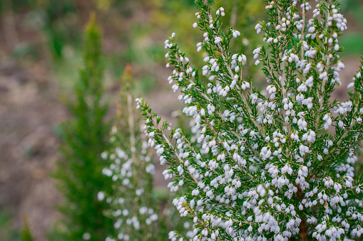 A sprig of white flowers Erica arborea or Erica herbacea