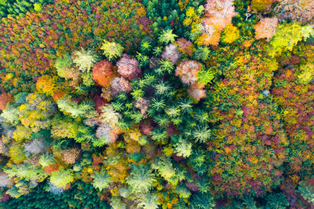 istock Aerial view of autumn forest 1405809074
