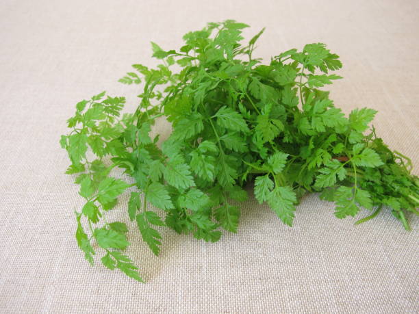 A herb bouquet with fresh garden chervil, anthriscus cerefolium A herb bouquet with fresh garden chervil, anthriscus cerefolium - A bouquet of herbs with fresh chervil cerefolium stock pictures, royalty-free photos & images