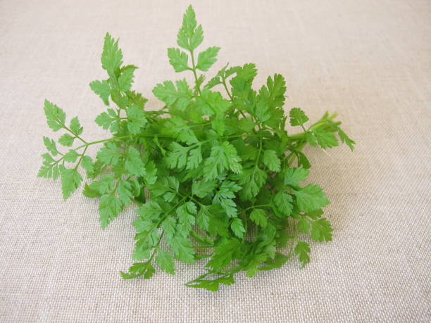 A herb bouquet with fresh garden chervil, anthriscus cerefolium A herb bouquet with fresh garden chervil, anthriscus cerefolium - A bouquet of herbs with fresh chervil cerefolium stock pictures, royalty-free photos & images
