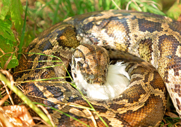 740+ Python Eating Stock Photos, Pictures & Royalty-Free Images - iStock