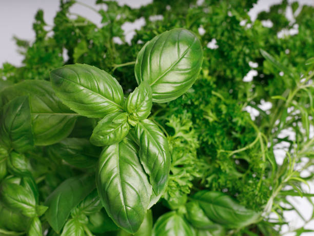 istock fresh herbs basil, rosemary, parsley 1405811683