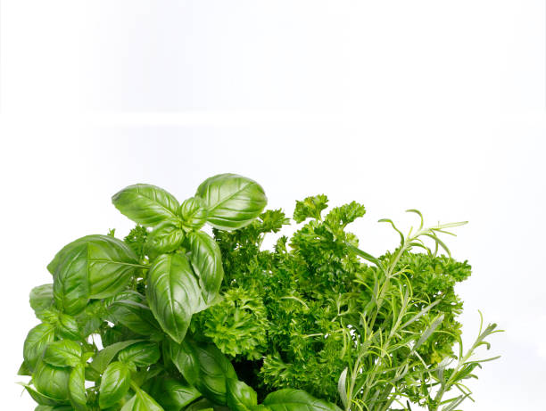 istock fresh herbs basil rosemary parsley 1405811691