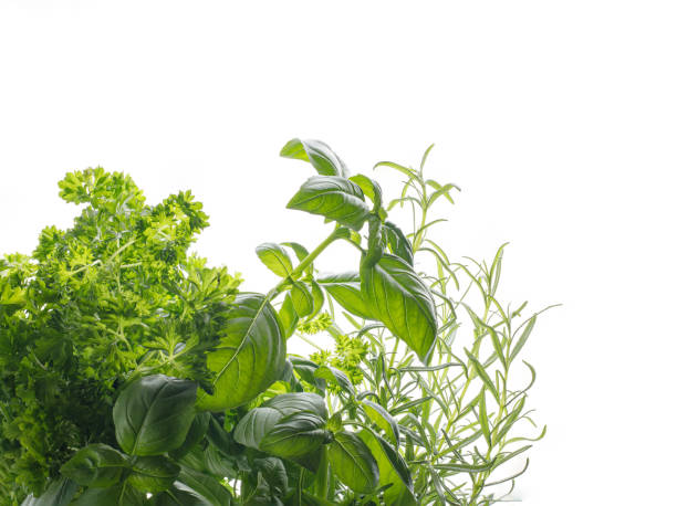 istock fresh herbs basil, rosemary, parsley 1405811710