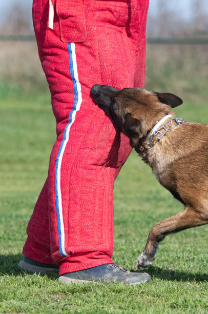 istock training of belgian shepherd 1405812108