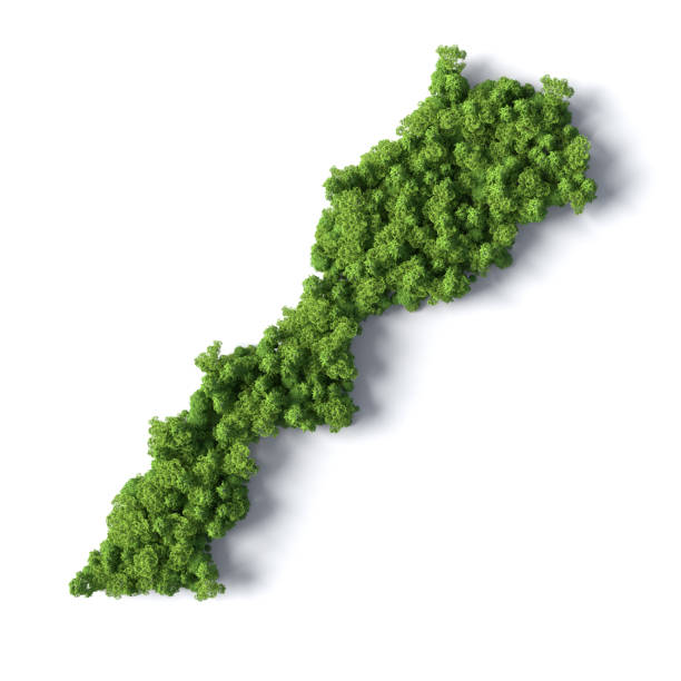 istock Forest in the shape of Morocco 1405812135