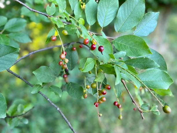 istock Berries Bush in the Woods 1405812882