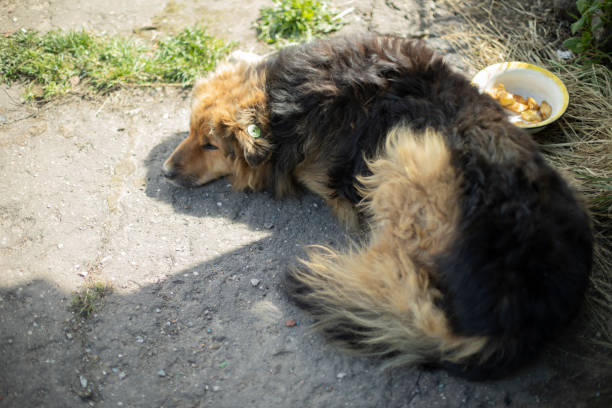 pies leży. bezdomny pies. zwierzę bez właściciela. - dog lying down tired street zdjęcia i obrazy z banku zdjęć