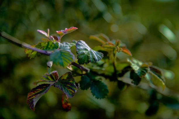 Blackberry tree branch, also known as Rubus fruticous, with blurred background.