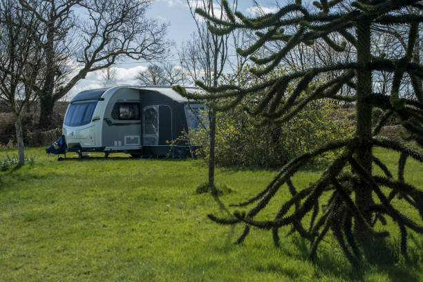 White caravan  trailer on a camp site  in the English Countryside. White caravan  trailer on a camp site  in the English Countryside. araucaria araucana flower stock pictures, royalty-free photos & images