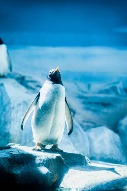istock Lonely penguin standing at sunrise among snow cold rocks 1405815054