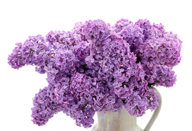 istock Bouquet of beautiful elderberry. 1405815118