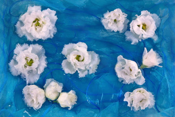 fleurs blanches d’eustome, lisianthus, sur fond de tissu de soie bleue - southwest usa floral pattern textile textured photos et images de collection