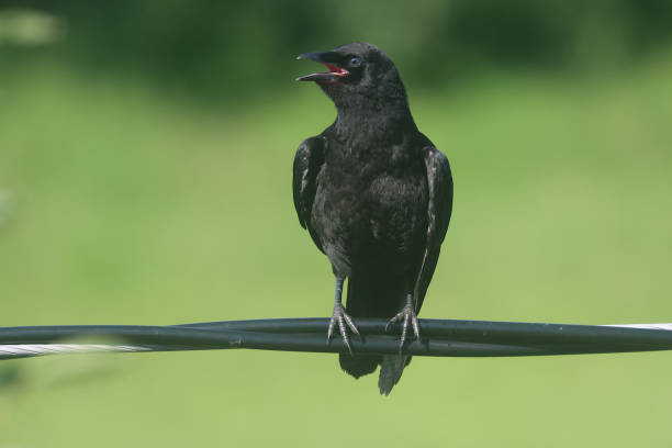 istock Crow, Common City Dweller 1405815283