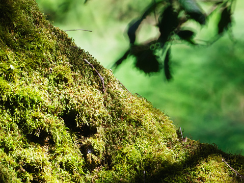 Close up photo of moss on a tree.