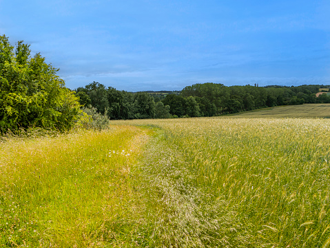 field of wheat harvest summer Warwickshire england uk