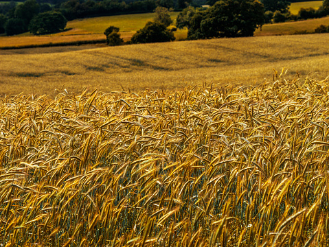 field of wheat harvest summer Warwickshire england uk