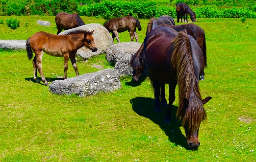 Wild horses in the moors