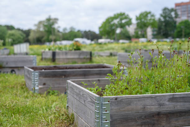 istock Wooden raised beds in communal garden 1405817125
