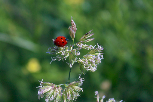 Ladybug on a blade of grass.