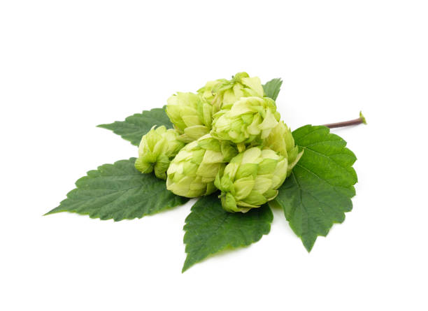 istock Green hops with a handful of leaves. 1405817985