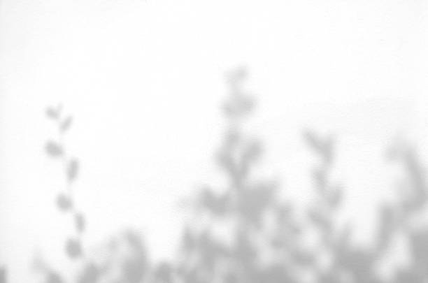 istock Abstract shadow of leaves on a white wall 1405822114