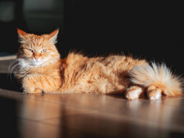 Ginger cat with independent expression on face is lying on wooden floor. Fluffy pet on hard sunlight. Light and shadow in cozy home. stock photo