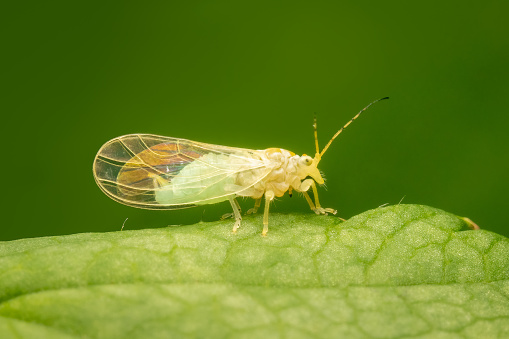 Very small cacopsylla on a green leaf with blurred background