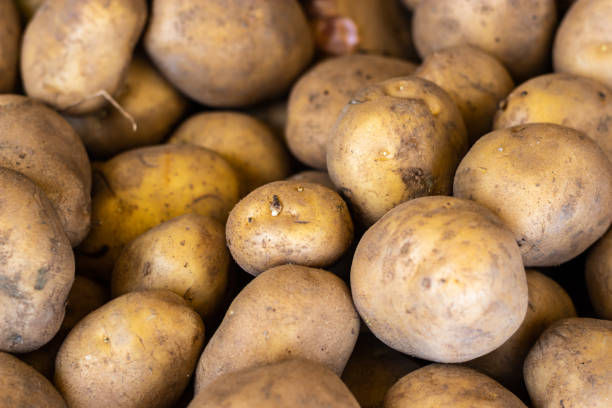 istock fresh organic potatoes from farm close up from different angle 1405823510