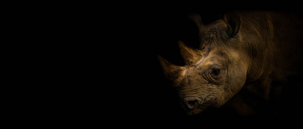istock Wallpaper rhinocero on the black background 1405824152