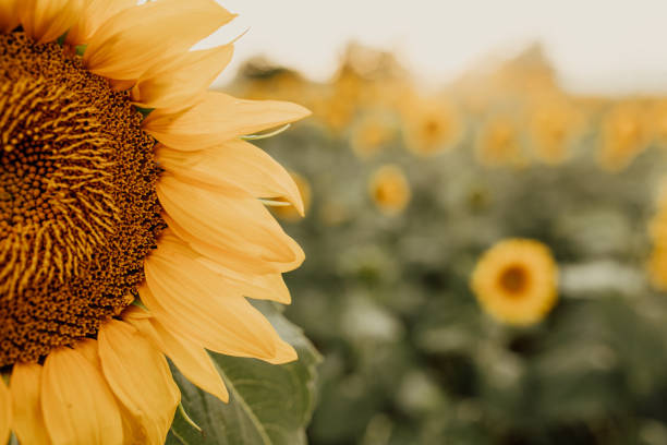 istock Sunflowers field at sunset 1405824978