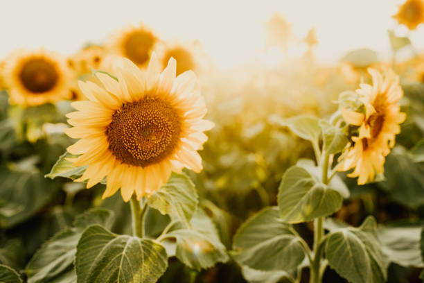 istock Sunflowers field at sunset 1405824983