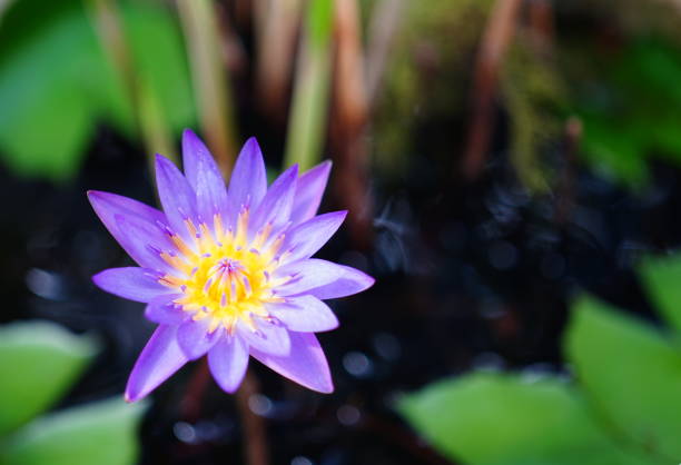 A singular purple lotus flower in Pond,
