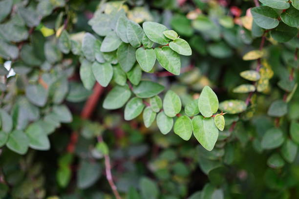 istock Ficus pumila  Ivy close-up 1405825188