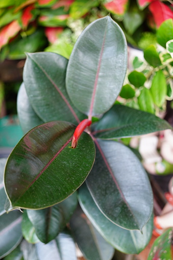 Ficus elastica leaf background