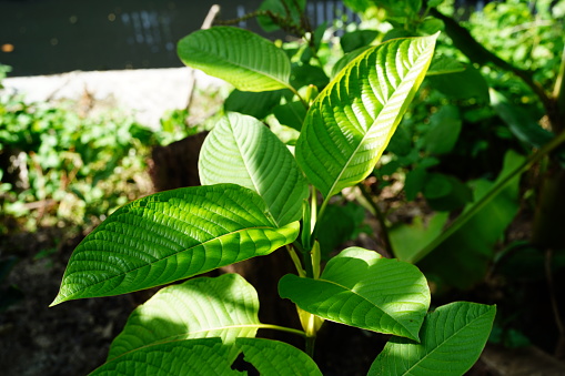 Fresh Kratom (Mitragyna speciosa) green leaf